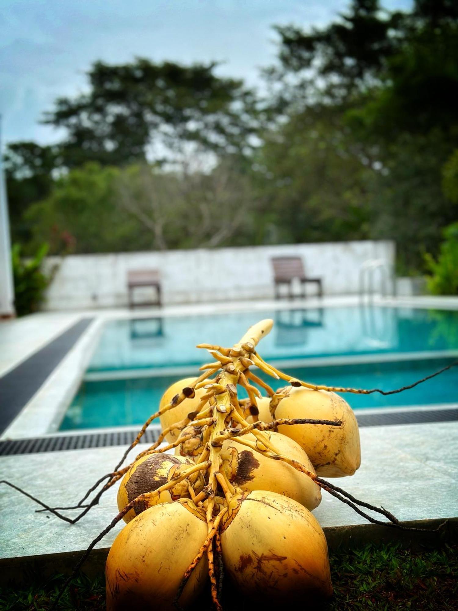 Finch Tangalle Luaran gambar