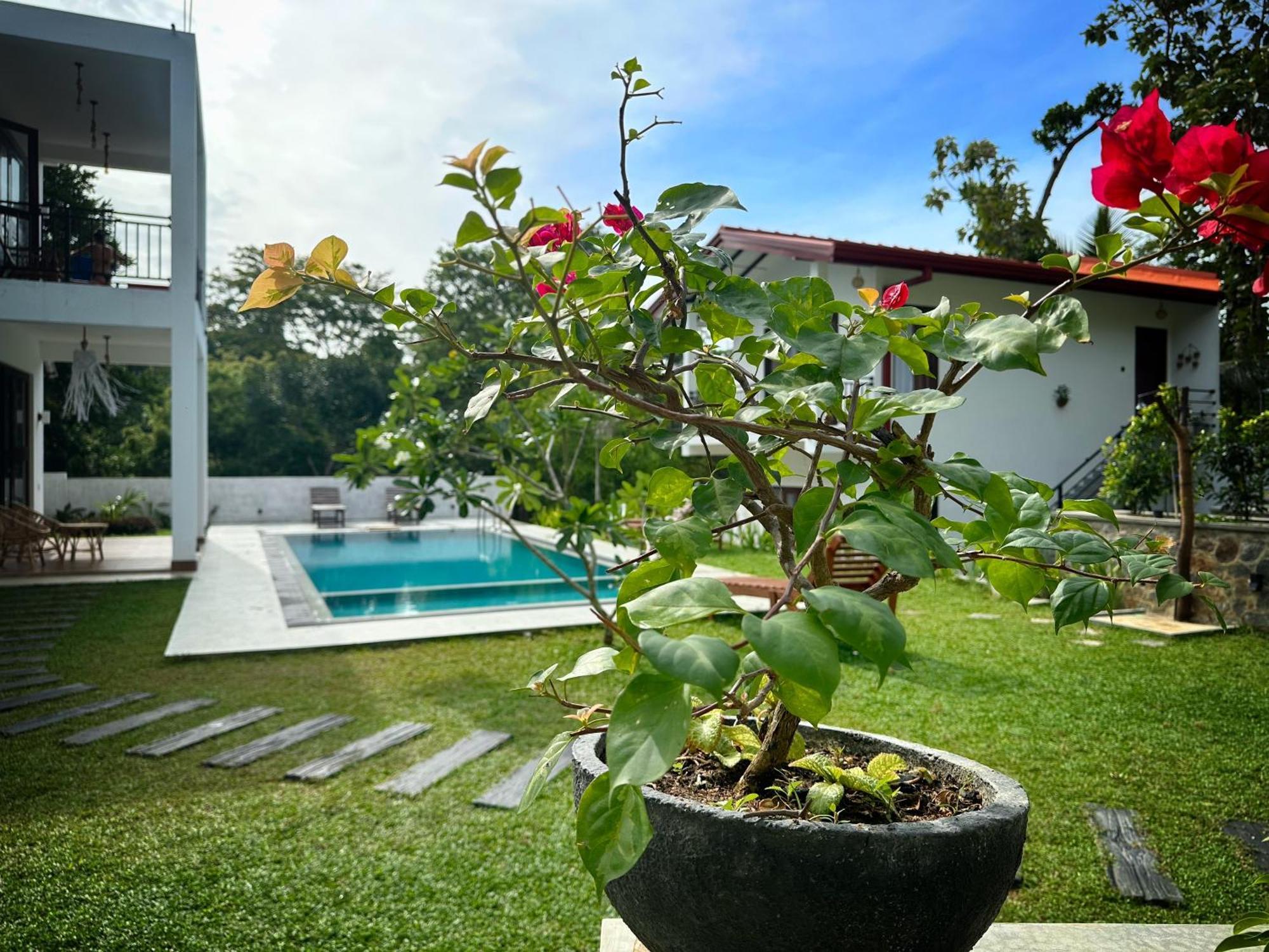 Finch Tangalle Luaran gambar